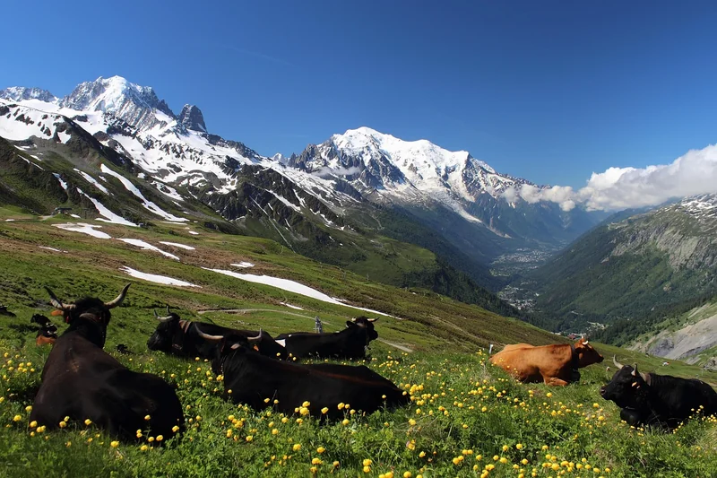 Vue sur le Mont-Blanc